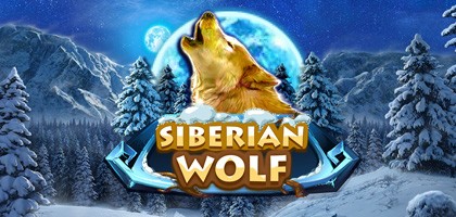 Siberian wolf